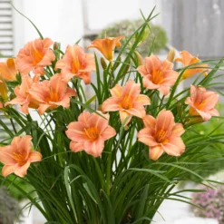 Daylily - EveryDaylily - Pink Wing