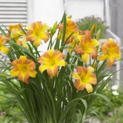 Daylily - EveryDaylily - Punch Yellow