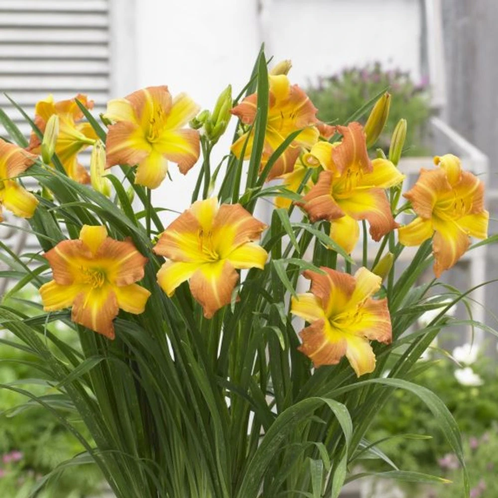 Daylily - EveryDaylily - Punch Yellow