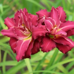Daylily - Pardon Me Double-Flowering