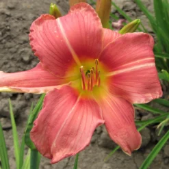 Daylily - Prairie Belle