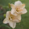 Daylily - Vanilla Fluff