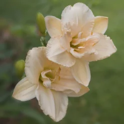 Daylily - Vanilla Fluff