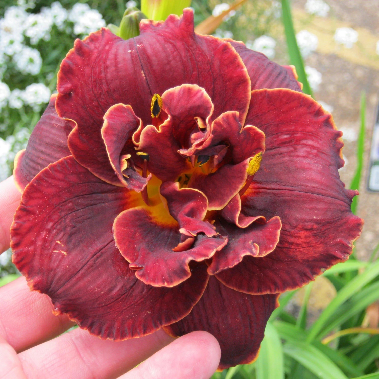 Daylily - Night Embers - Image 3