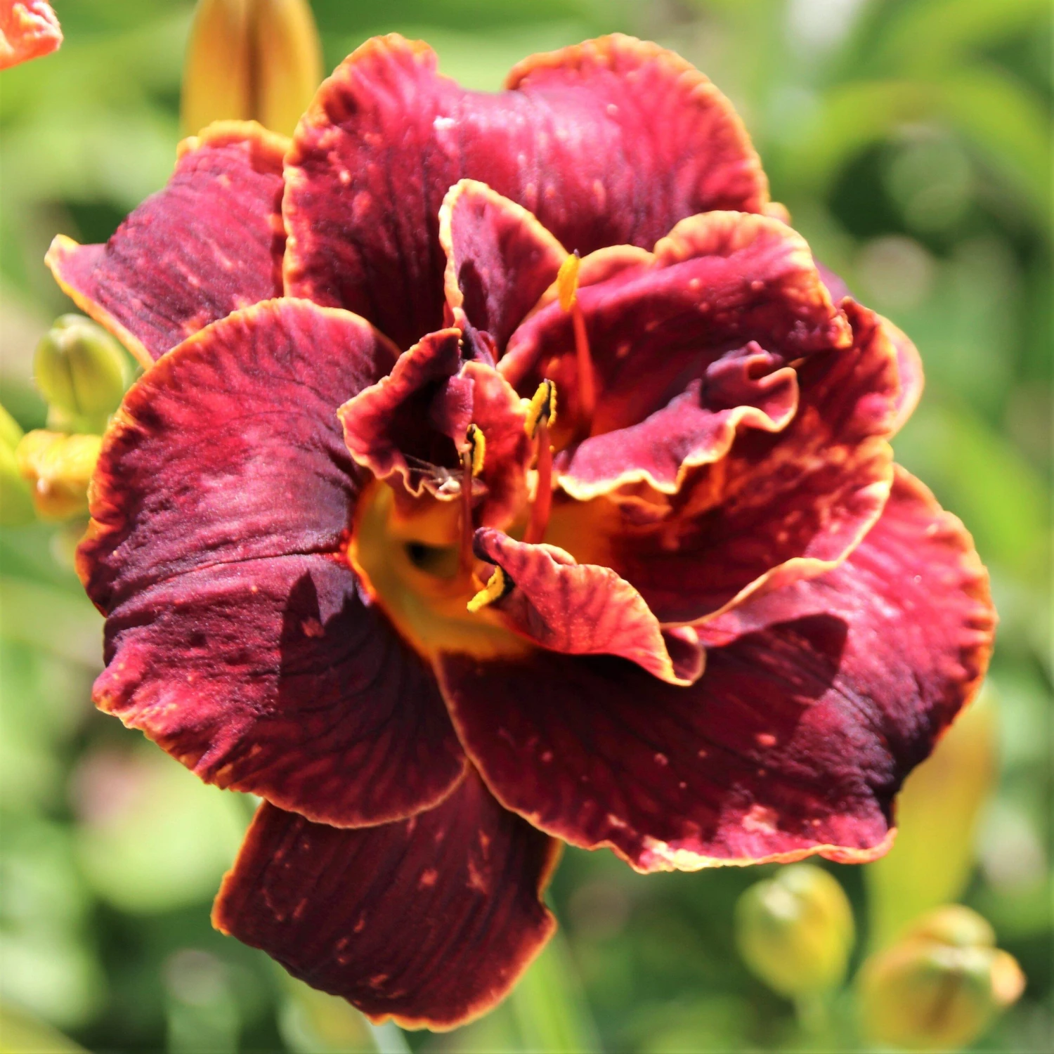 Daylily - Night Embers
