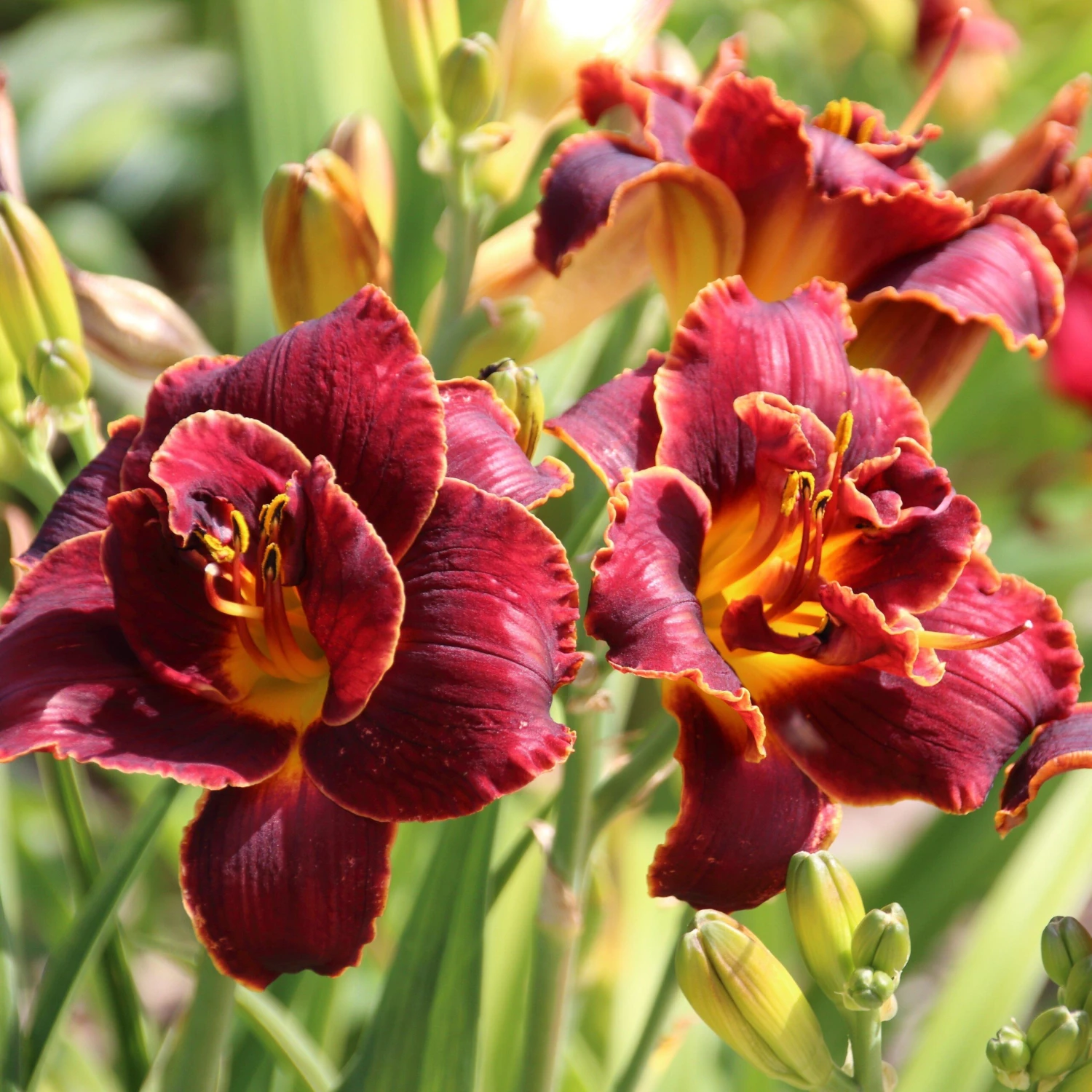 Daylily - Night Embers - Image 2