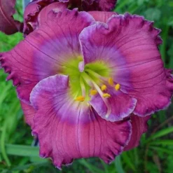 Daylily - Lavender Blue Baby