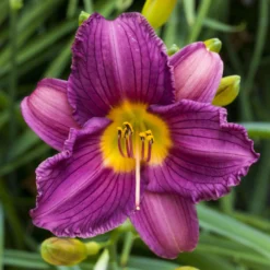 Daylily - Purple De Oro