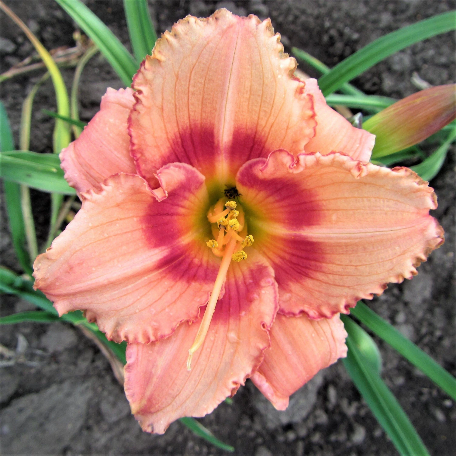 Daylily - Strawberry Candy - Image 2