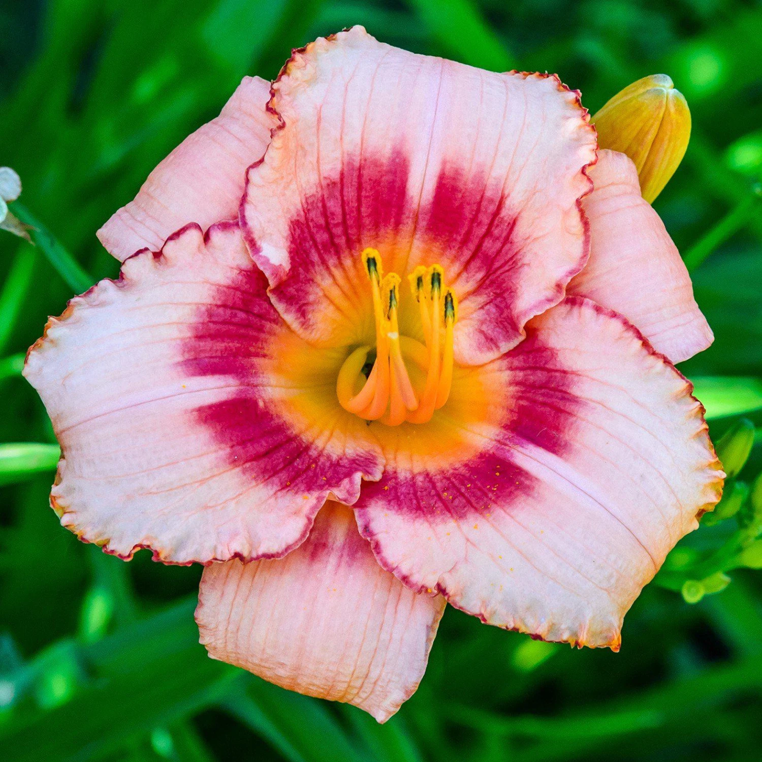 Daylily - Strawberry Candy