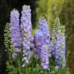 Delphinium - Guardian Lavender 3 Pack