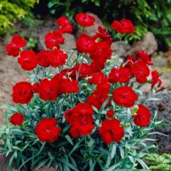 Dianthus - American Pie Cherry Pie 3 Pack