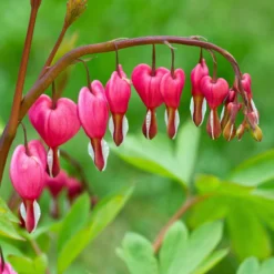 Dicentra - Bleeding Hearts Pink