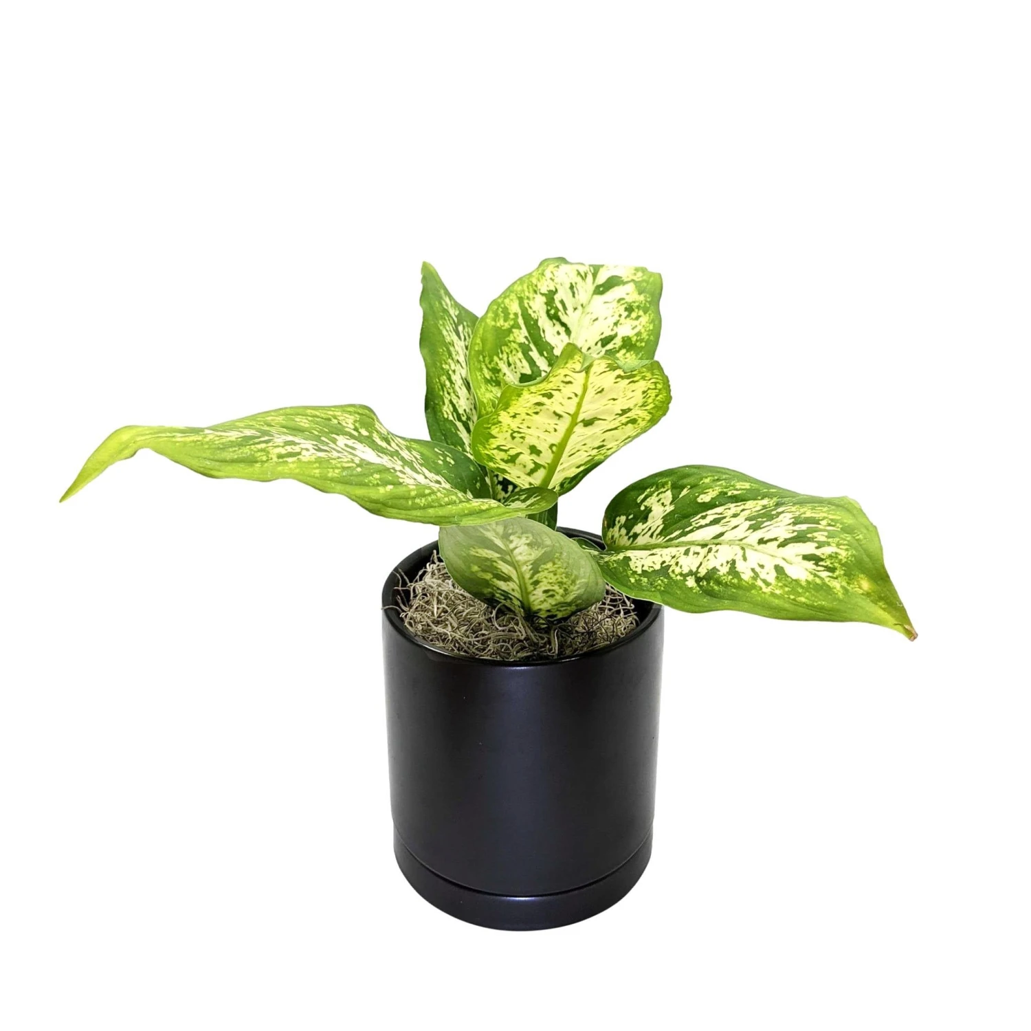 Dieffenbachia - Camille Houseplant - Image 3