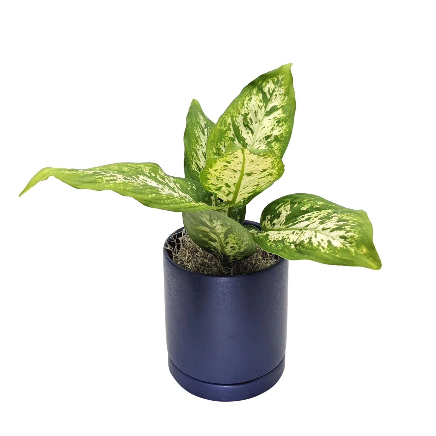 Dieffenbachia - Camille Houseplant - Image 4