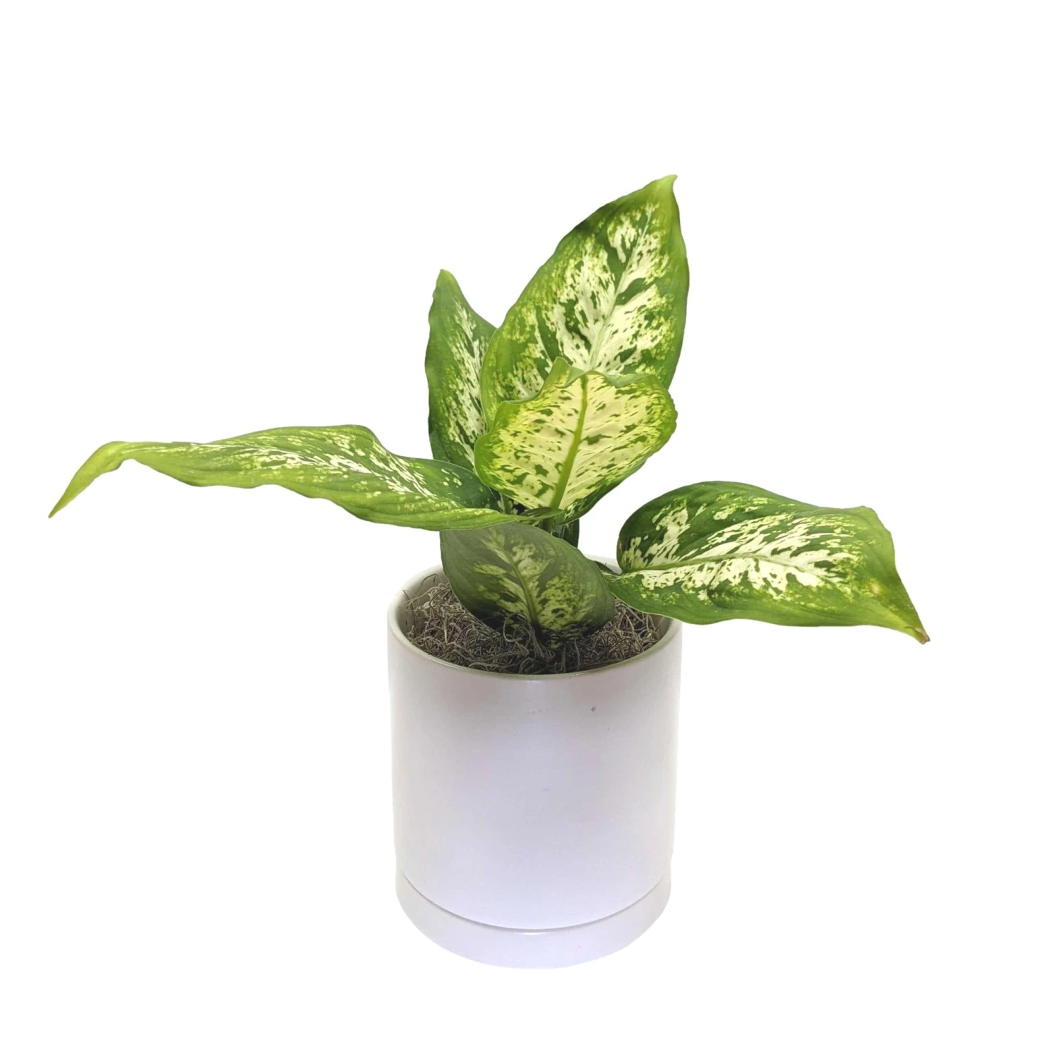 Dieffenbachia - Camille Houseplant - Image 2