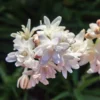 Tuberose - Pink Sapphire