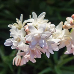 Tuberose - Pink Sapphire