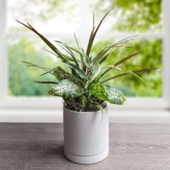Dracaena - Combo 3-in-1 Houseplant