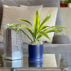 Dracaena - Lemon Lime Houseplant