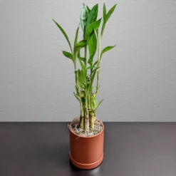 Dracaena - Lucky Bamboo Houseplant