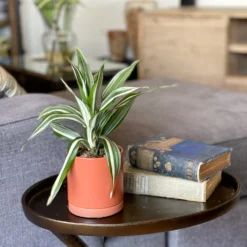 Dracaena - White Jewel Houseplant