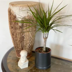 Dracaena - Marginata Cane Houseplant