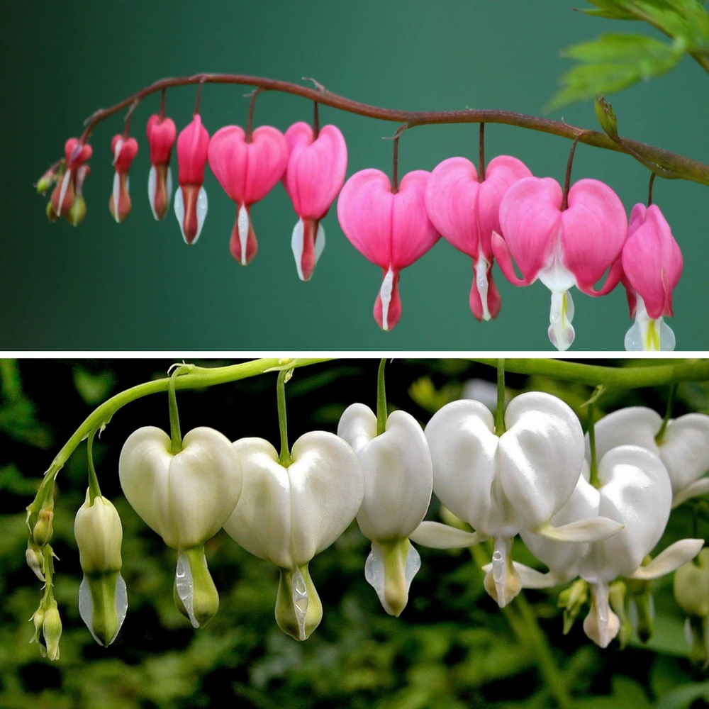 Dicentra - Bleeding Hearts May Romance Collection
