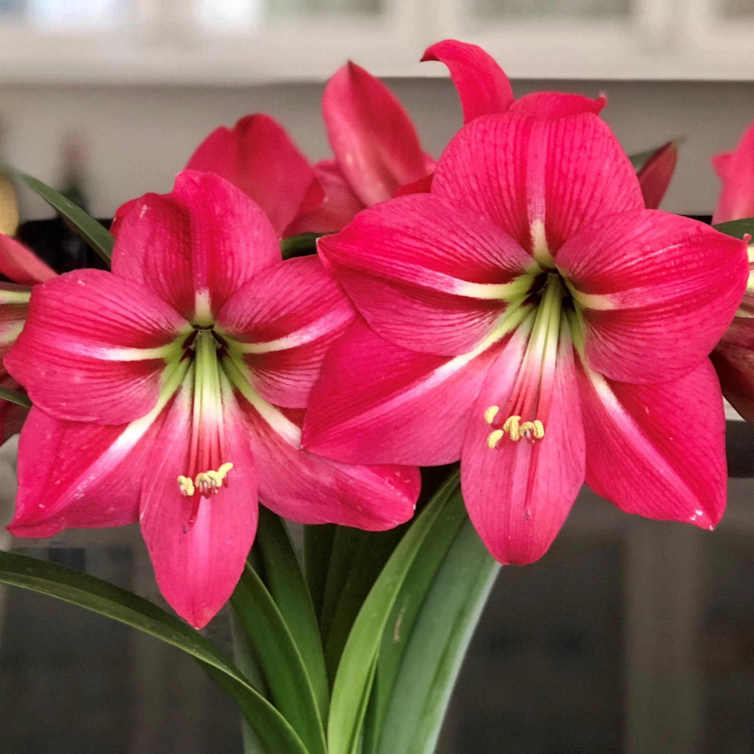 Amaryllis - Pink Flush - Image 3