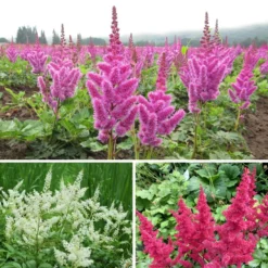 Astilbe - Luminous Shade Collection