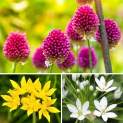 Allium - Garden Sprinkles Collection
