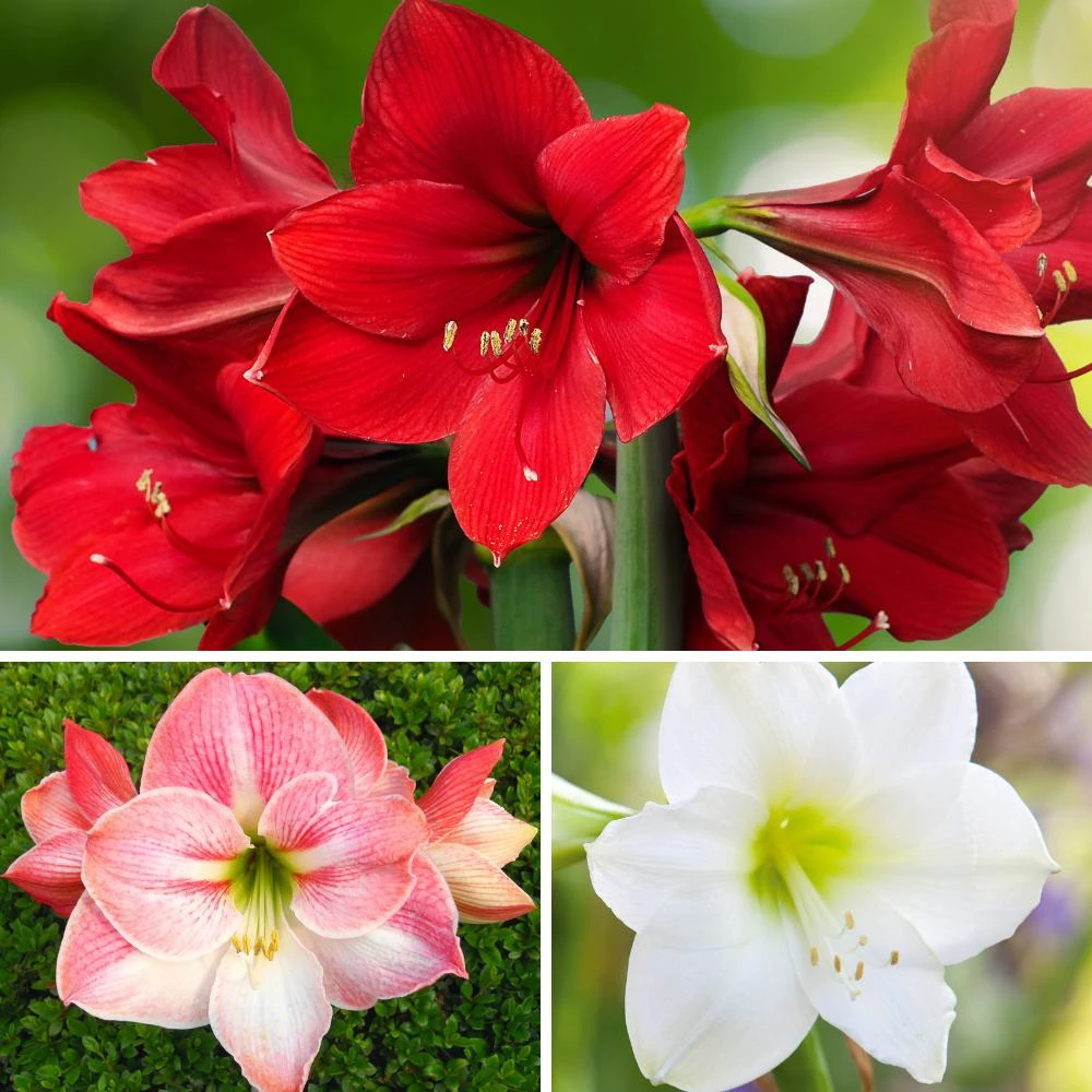 Amaryllis - Holiday Cheer Collection - Image 2