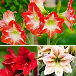 Amaryllis - Candy Cane Collection