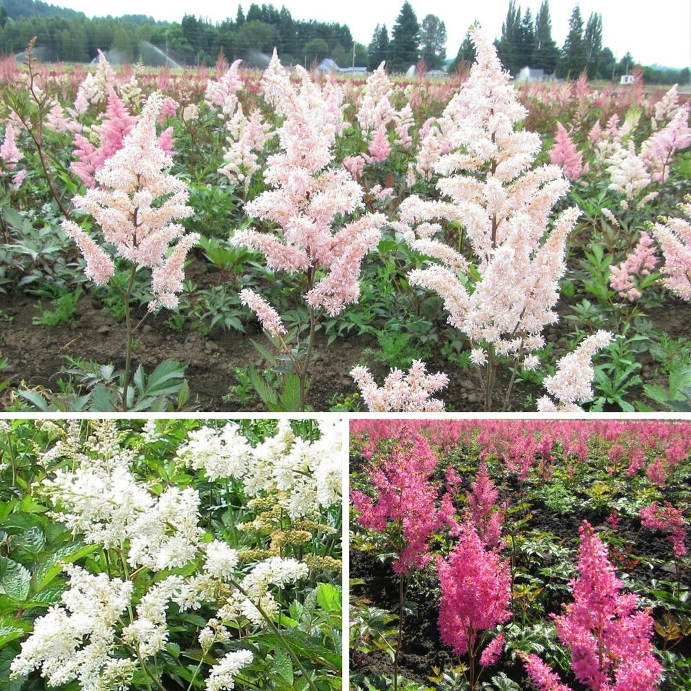 Astilbe - Cotton Candy Collection