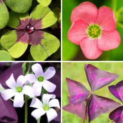 Oxalis - Double Luck Collection