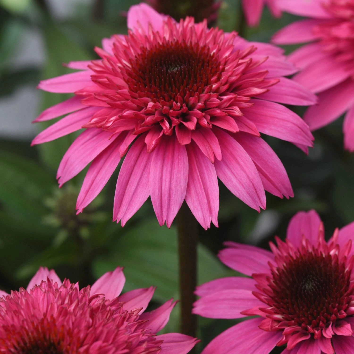 Echinacea - Double Scoop Watermelon Deluxe 3 Pack - Image 3