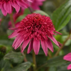 Echinacea - Double Scoop Watermelon Deluxe 3 Pack