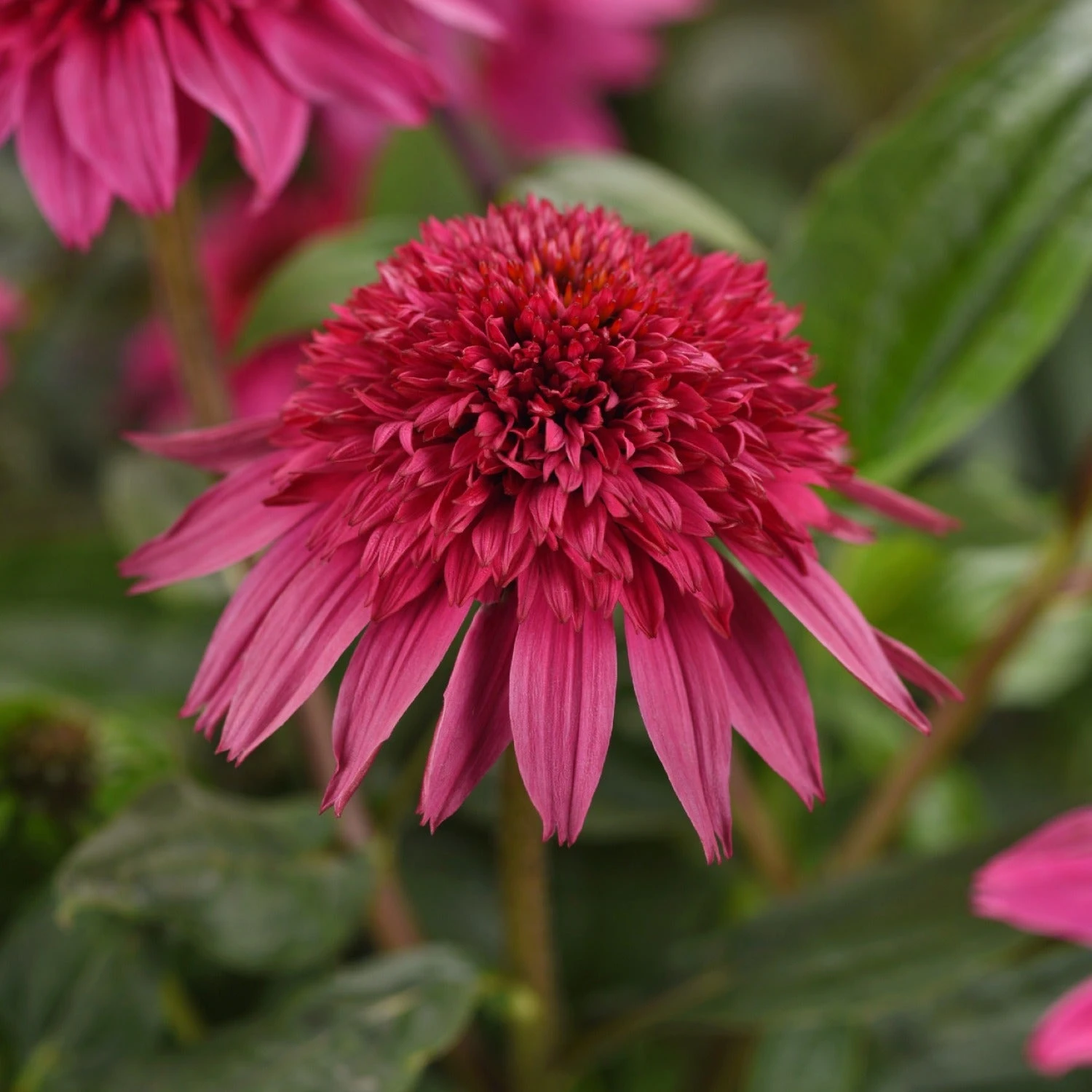 Echinacea - Double Scoop Watermelon Deluxe 3 Pack