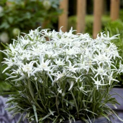 Edelweiss - Blossom Of The Snow 2 Pack