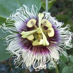 Passiflora - Passion Flower Edulis Frederick (Edible Fruit)