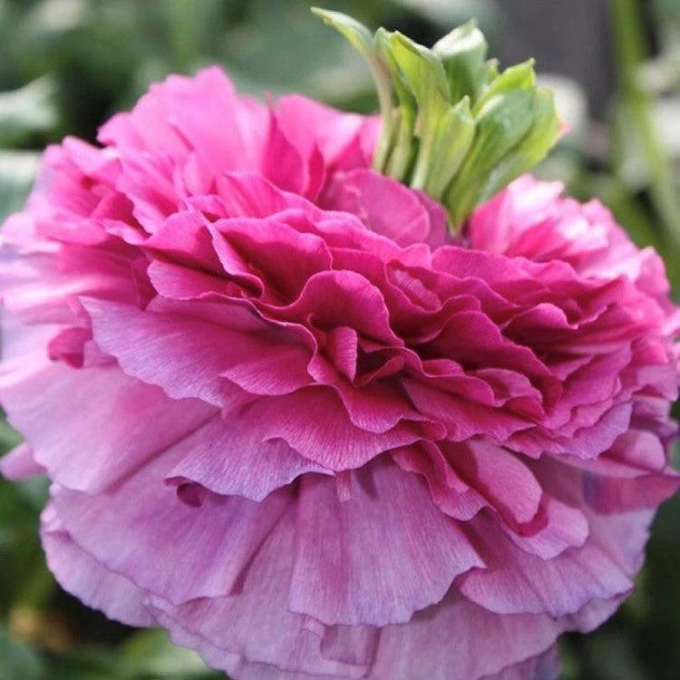 Italian Ranunculus - Elegance Rosa Festival