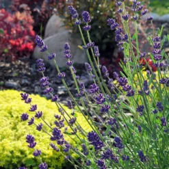 Lavender - Munstead 3 Pack
