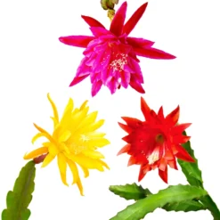 Epiphyllum - Orchid Cactus Mix