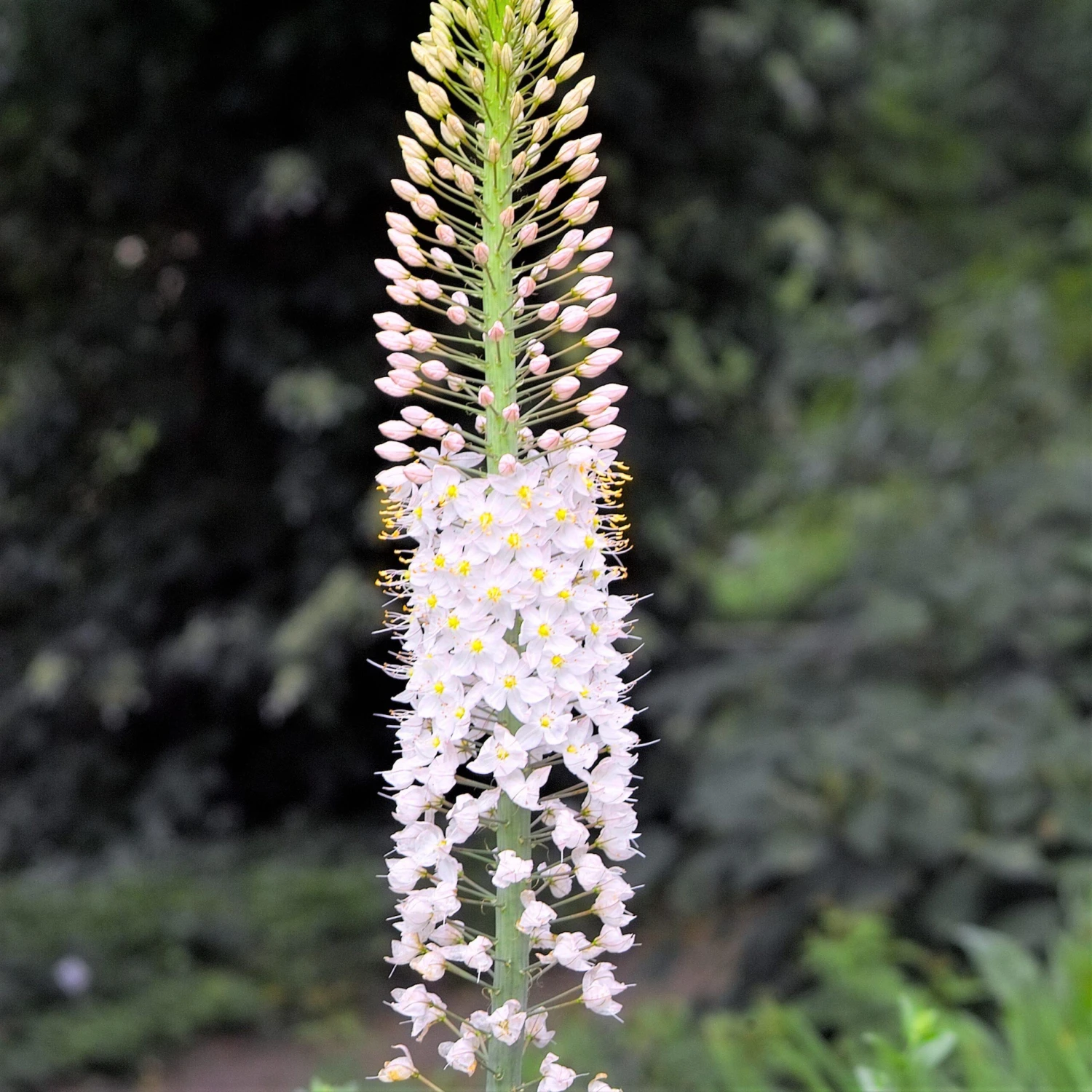 Eremurus - Shelford Hybrid Mix - Image 10