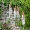 Eremurus - Robustus