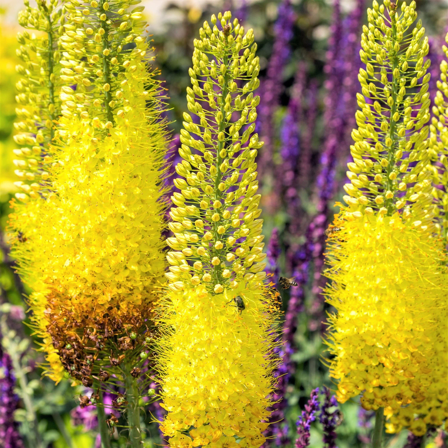 Eremurus - Shelford Hybrid Mix - Image 5