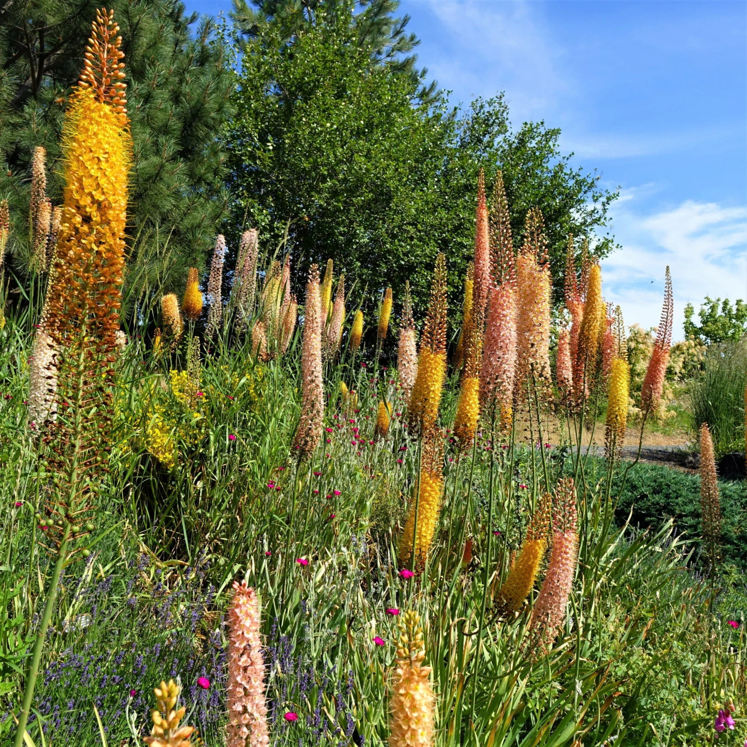 Eremurus - Shelford Hybrid Mix - Image 2