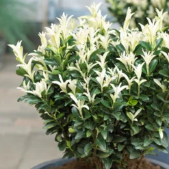 Euonymus - Paloma Blanca 2 Pack