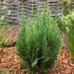 Cypress - Lawsoniana 2 Pack