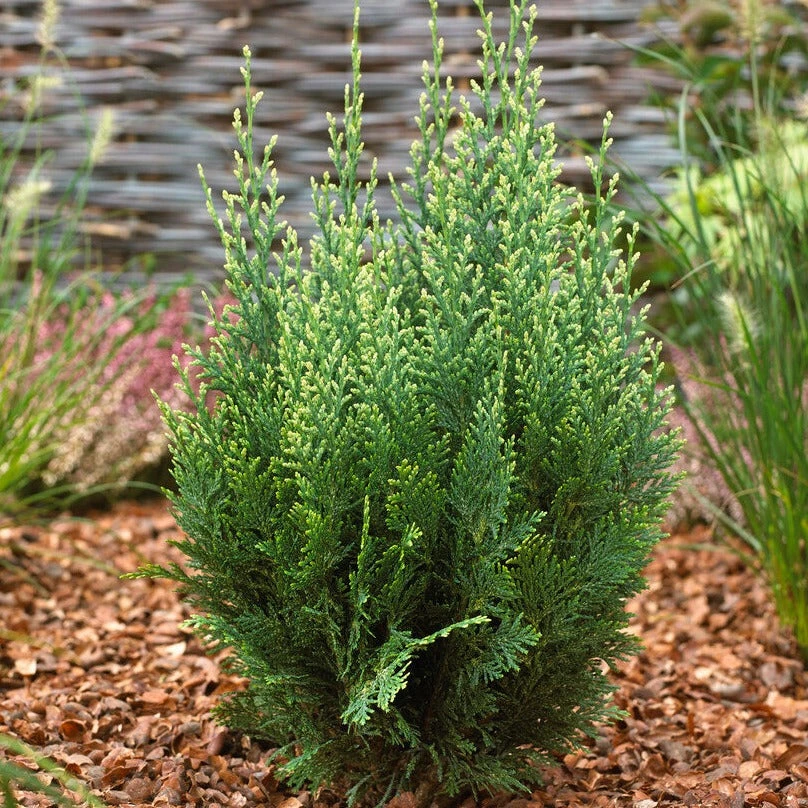 Cypress - Lawsoniana 2 Pack